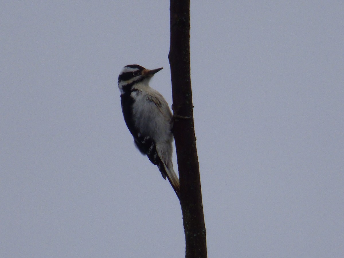 Hairy Woodpecker - ML418642811