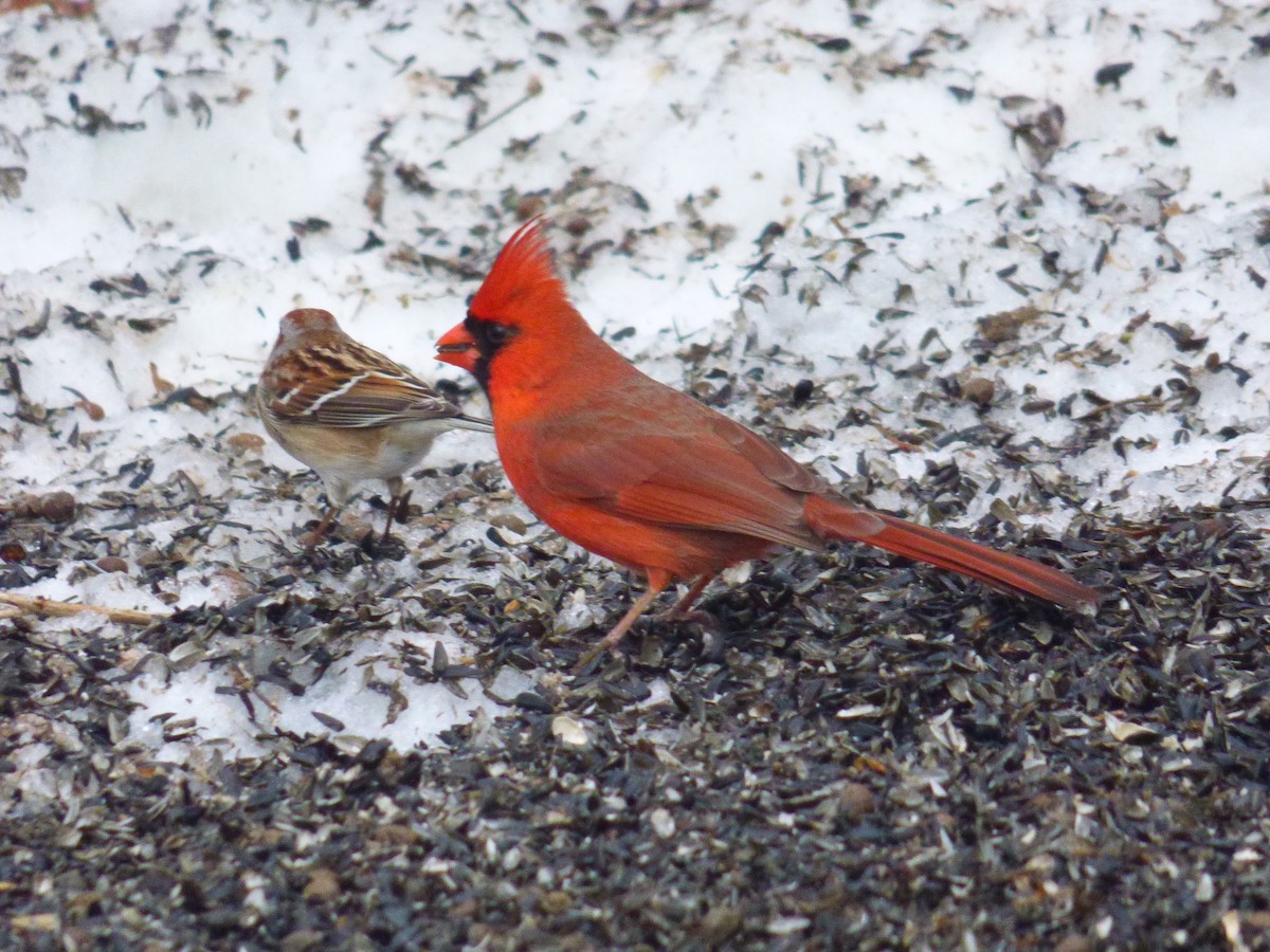 Northern Cardinal - ML418643001