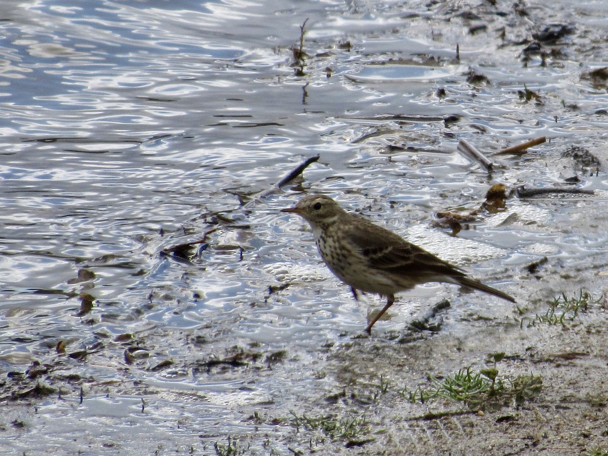 Pipit d'Amérique - ML418643541