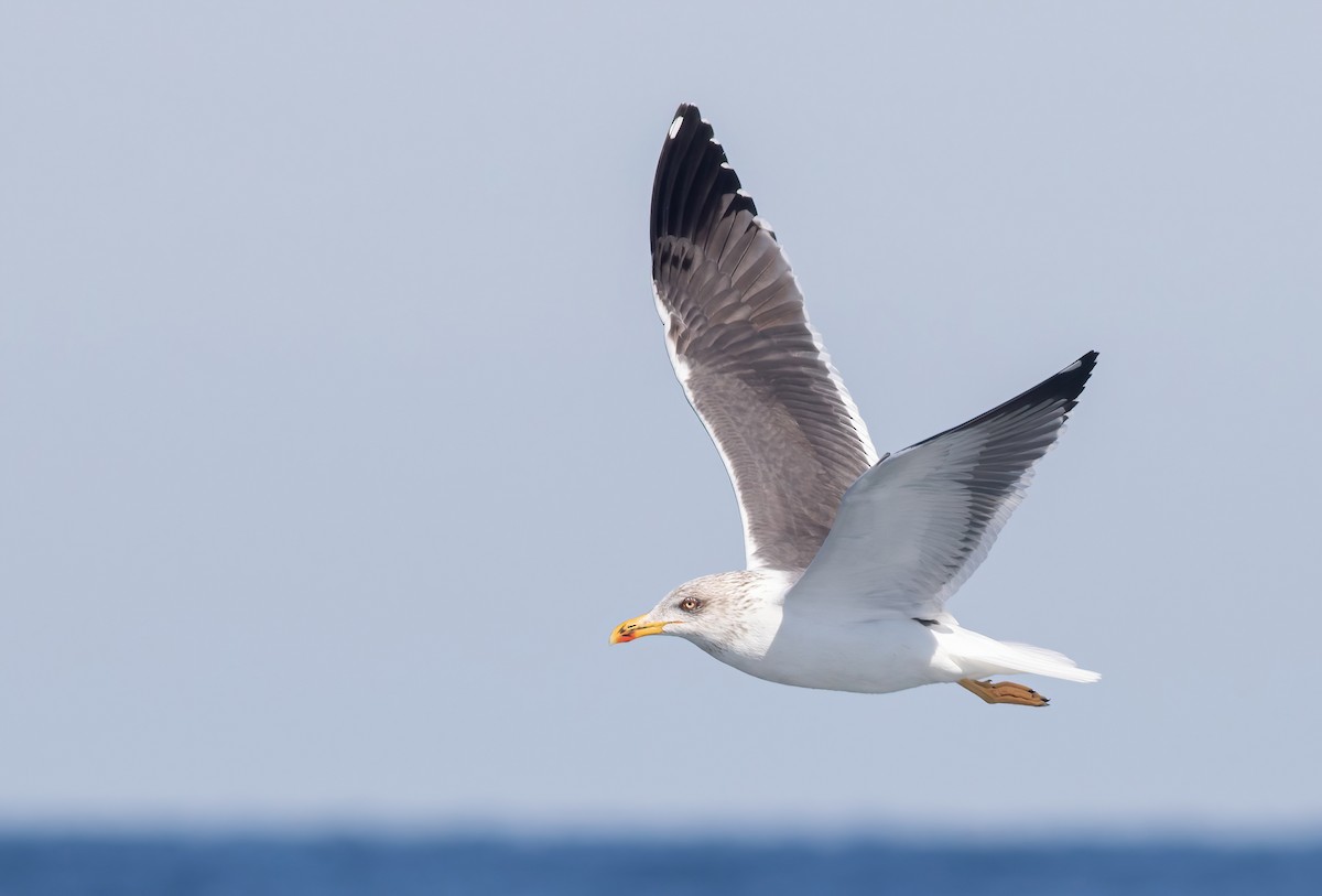 Lesser Black-backed Gull - George Armistead | Hillstar Nature