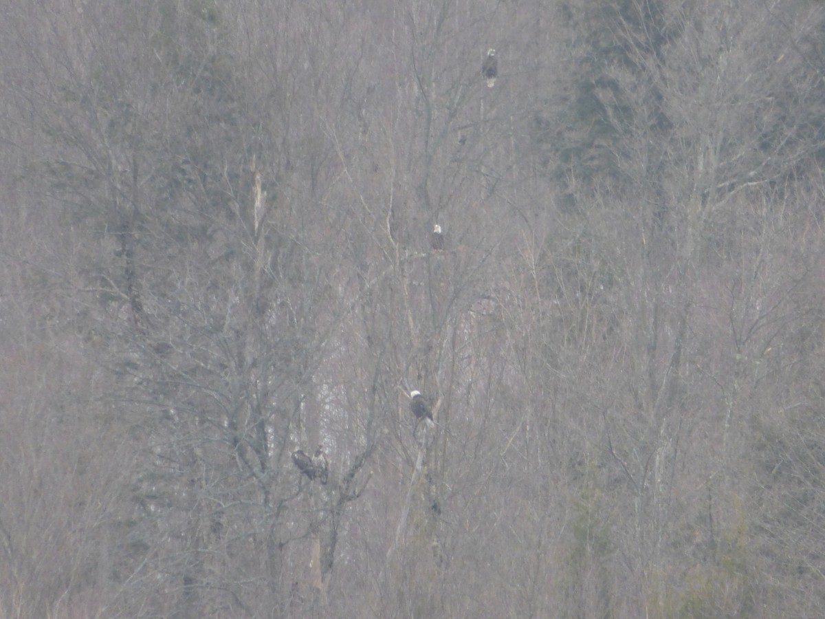 Bald Eagle - ML418644971