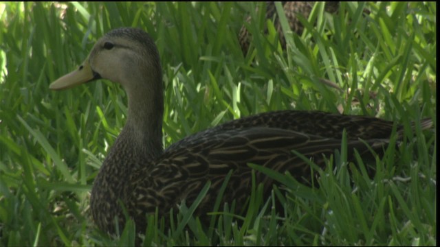Mottled Duck (Florida) - ML418645