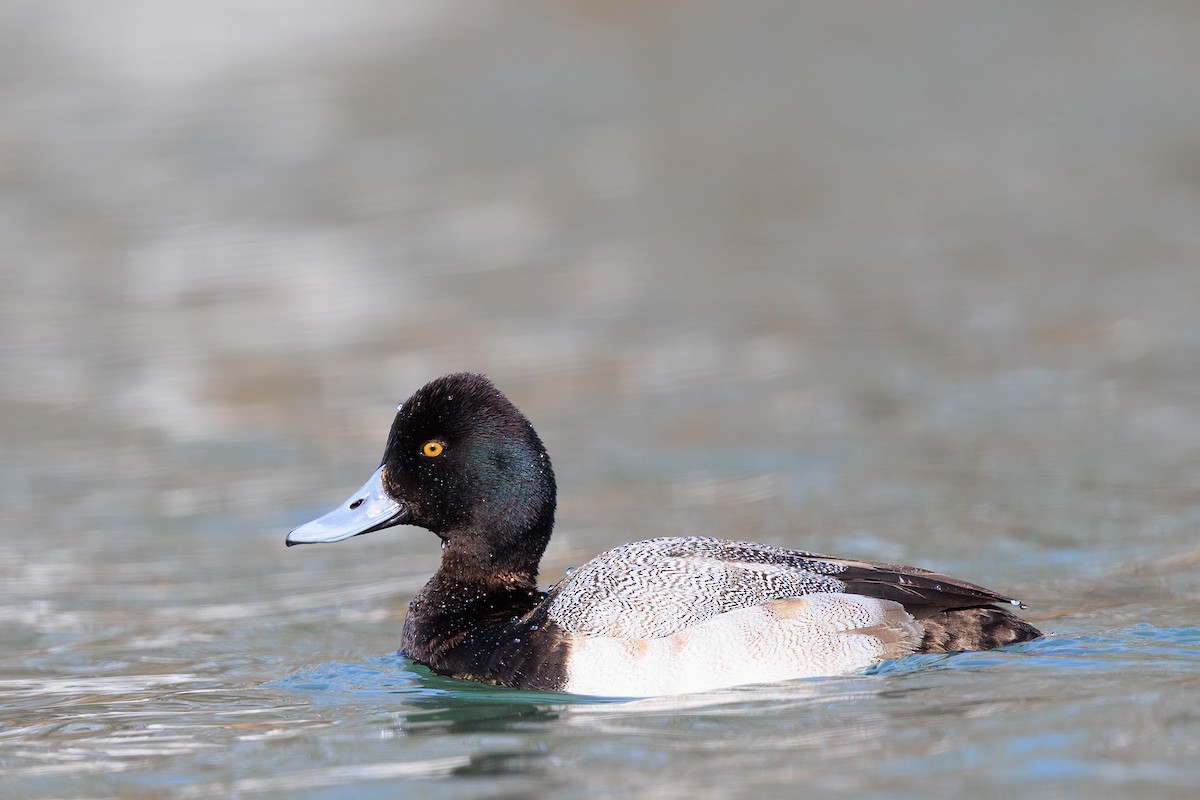 Lesser Scaup - Brian Stahls