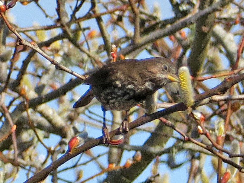 Fox Sparrow (Sooty) - ML418646181