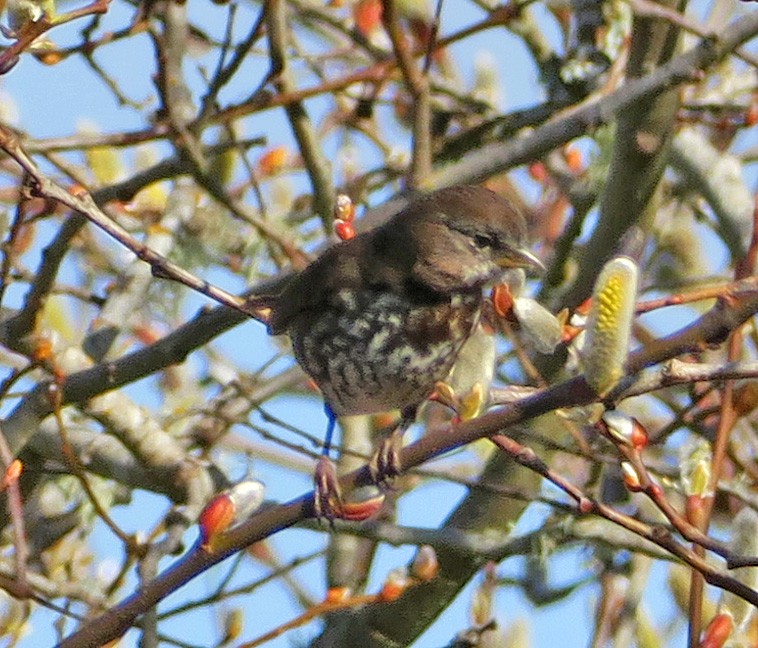 Fox Sparrow (Sooty) - ML418646201