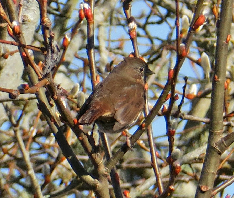 Fox Sparrow (Sooty) - ML418646211