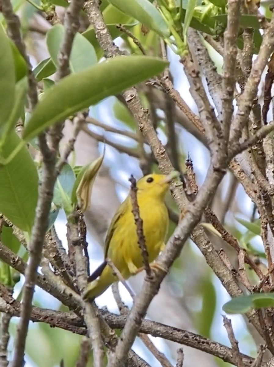 Yellow Warbler - ML418647371