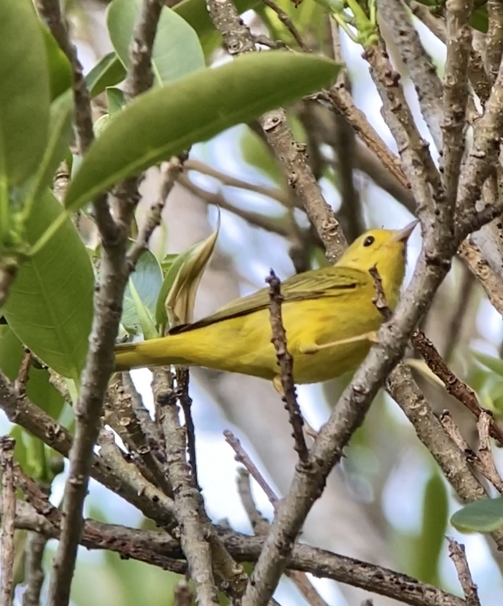 Yellow Warbler - ML418647381