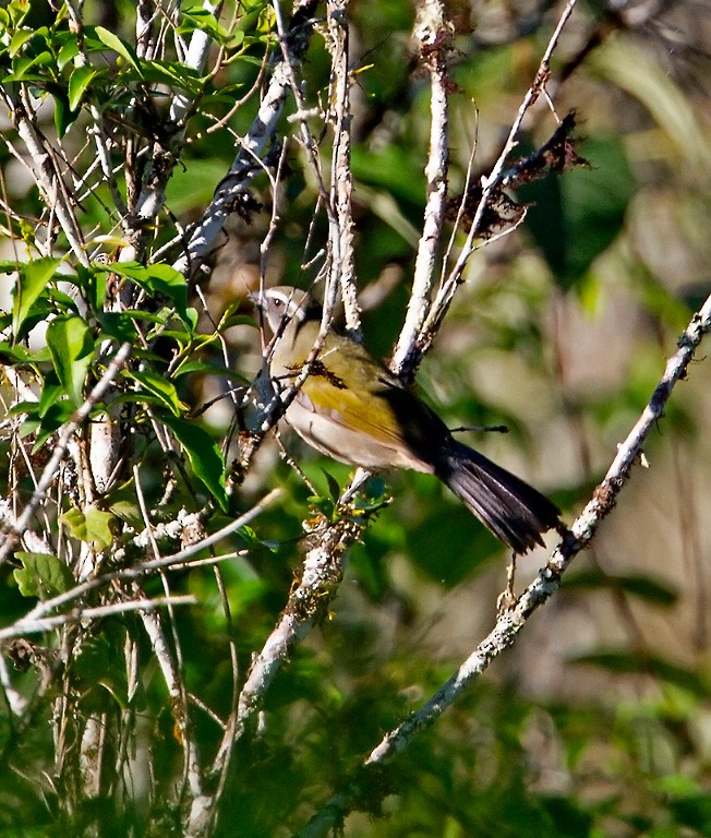 Green-winged Saltator - Peter Candido