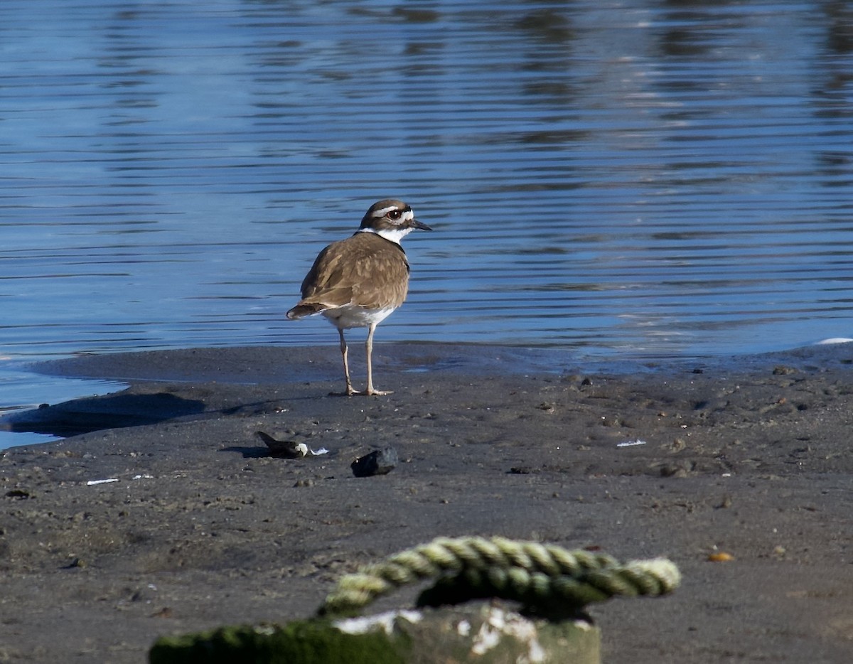 Killdeer - ML418648981