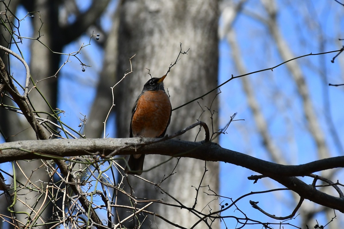 American Robin - ML418650651