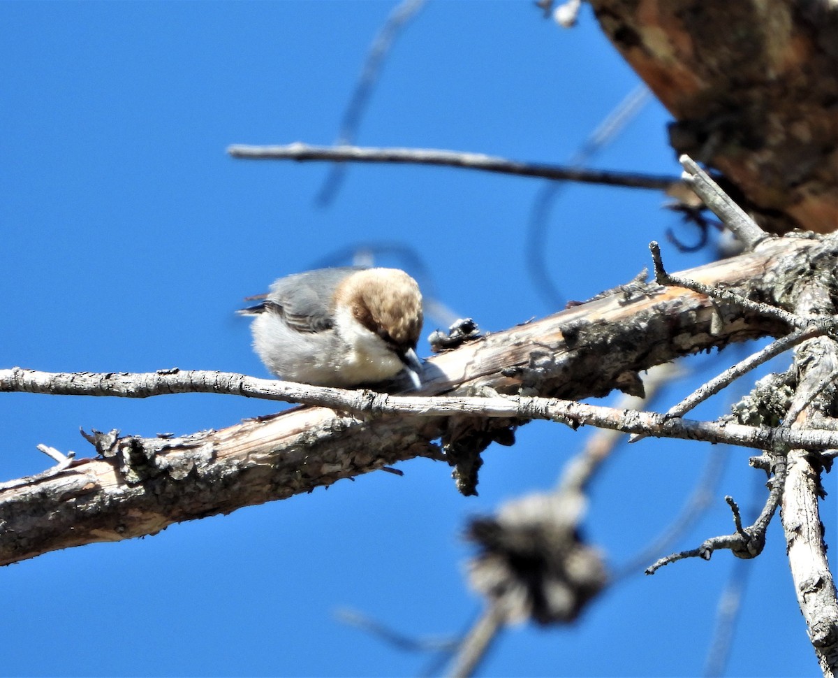 Brown-headed Nuthatch - ML418650771