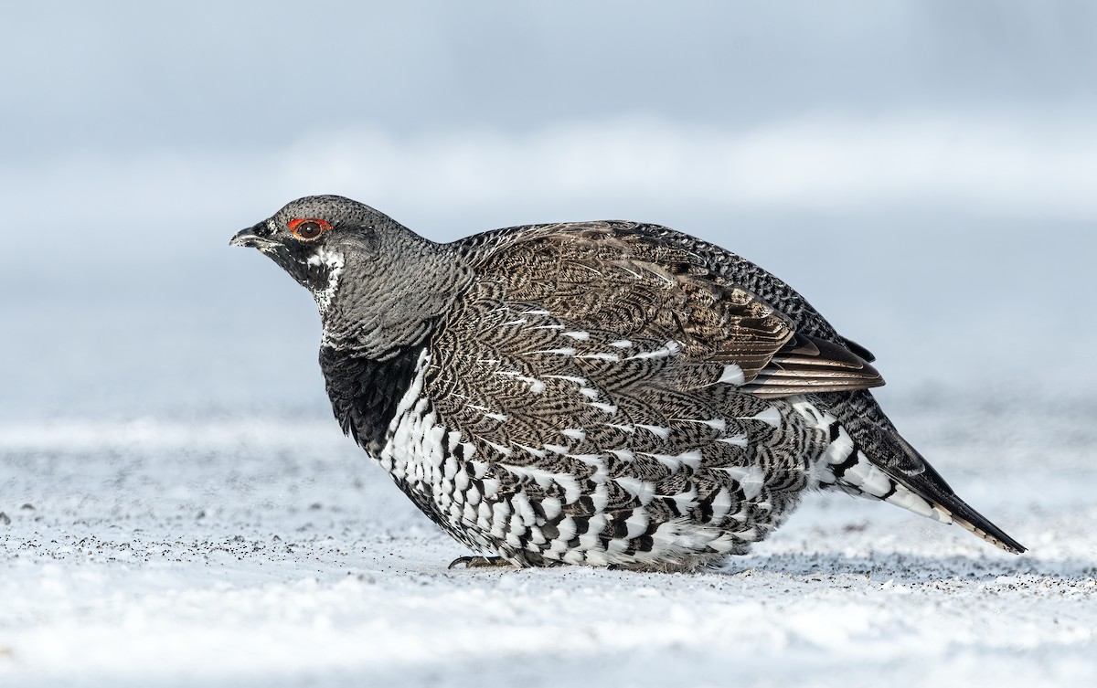 Spruce Grouse - ML418651731
