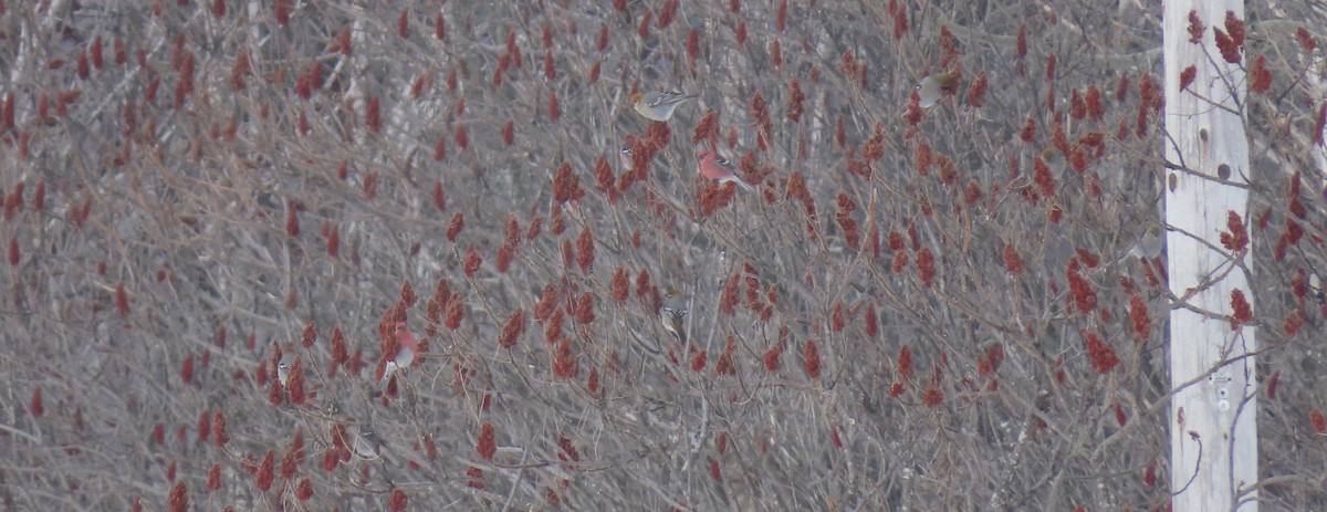 Pine Grosbeak - ML418653841