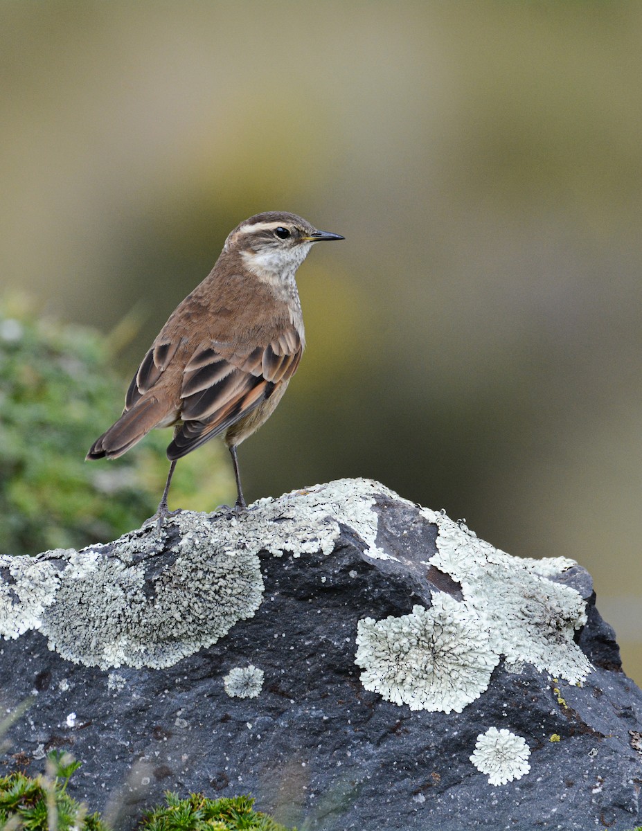 Chestnut-winged Cinclodes - Patrick Maurice