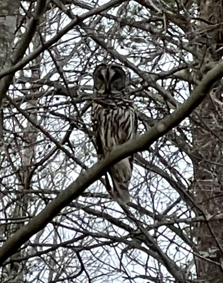 Barred Owl - ML418656131