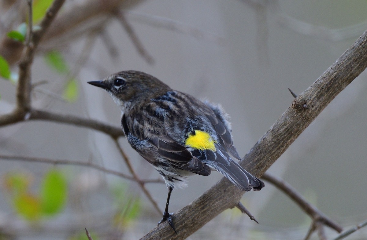 Yellow-rumped Warbler - ML418657101
