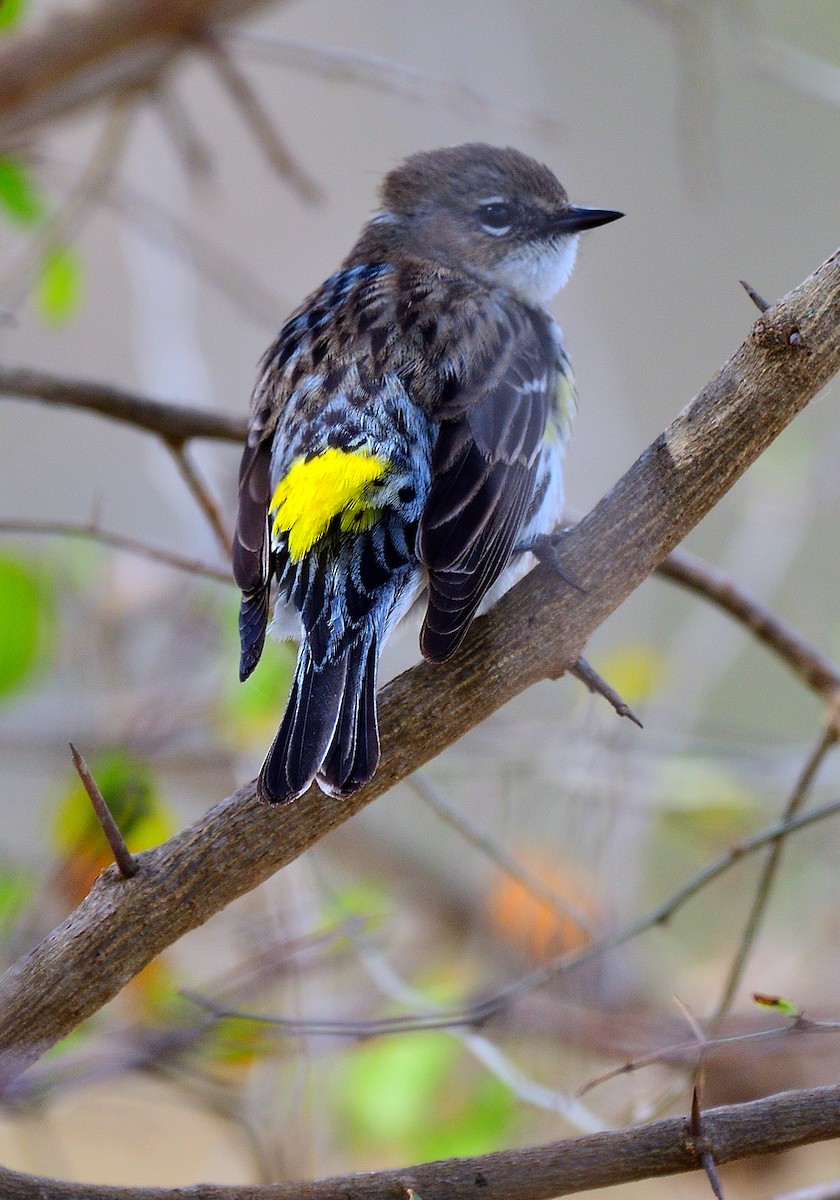 Yellow-rumped Warbler - ML418657121
