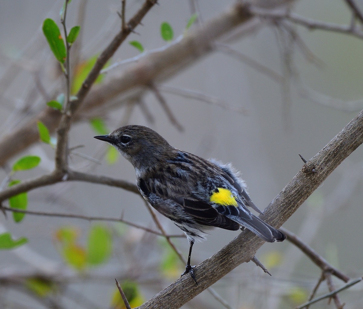 Yellow-rumped Warbler - ML418657131