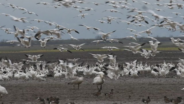 Snow Goose - ML418657321