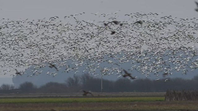 Snow Goose - ML418657481