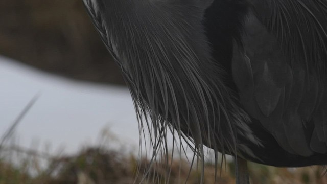 Great Blue Heron - ML418658121