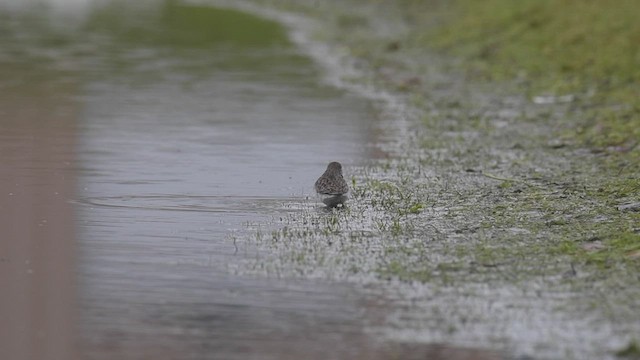 Least Sandpiper - ML418659101