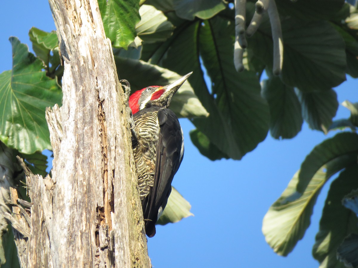 Lineated Woodpecker - ML418659331