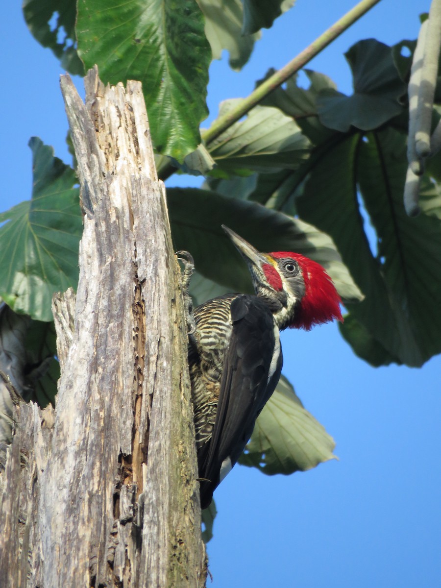 Lineated Woodpecker - ML418659361