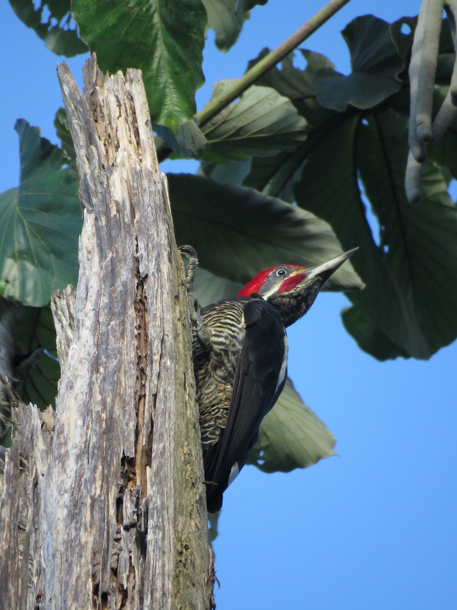 Lineated Woodpecker - ML418659371