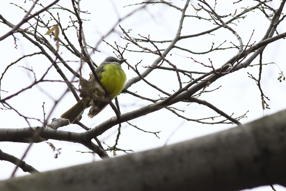 Couch's Kingbird - ML418659941