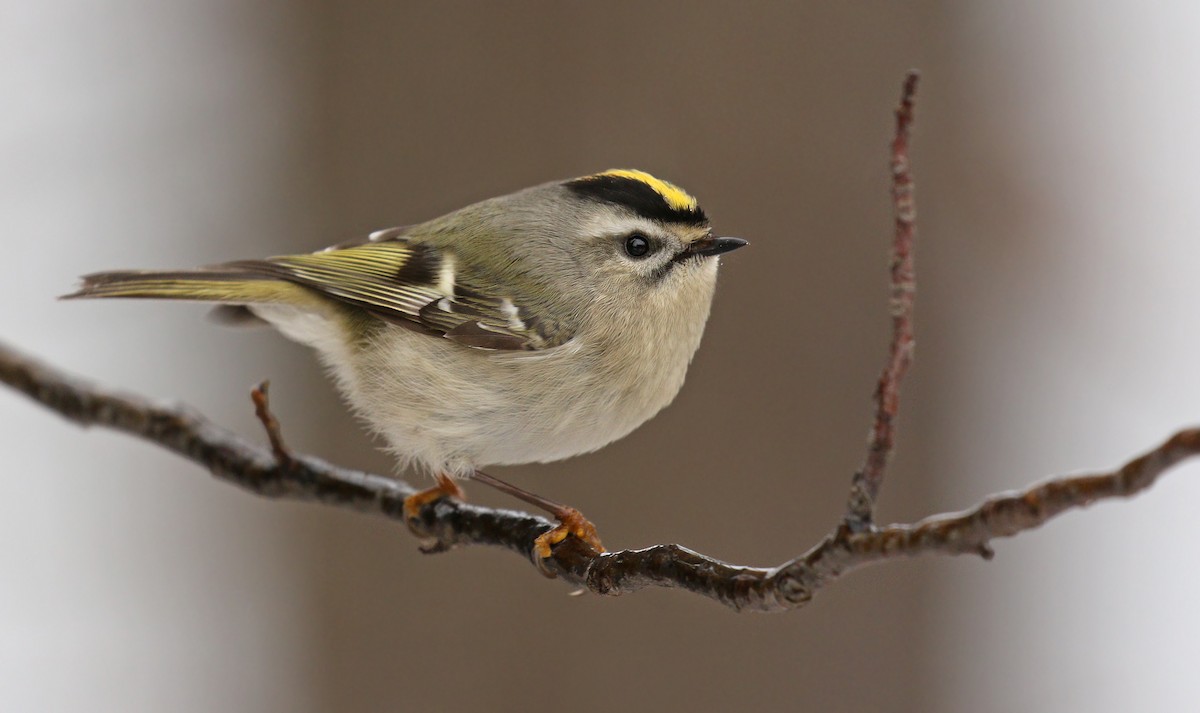 Golden-crowned Kinglet - Ryan Schain