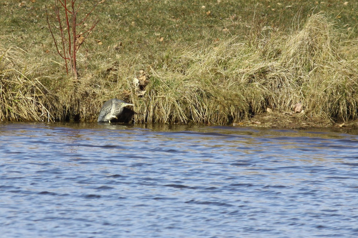 Green Heron - ML418660501