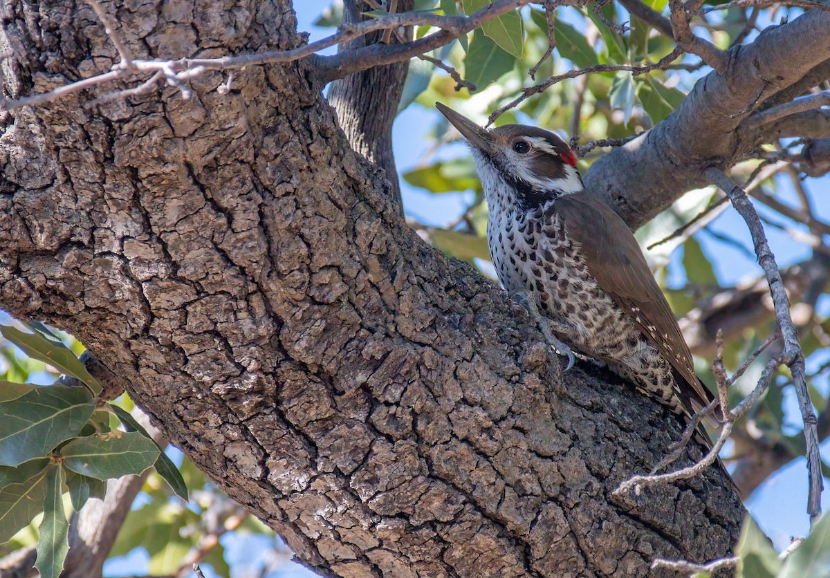 Arizona Woodpecker - ML418663711