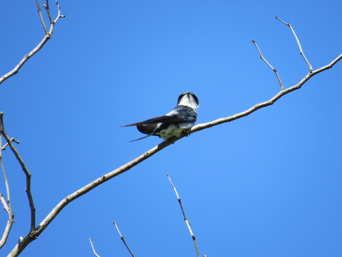 カンムリアマツバメ - ML41866391