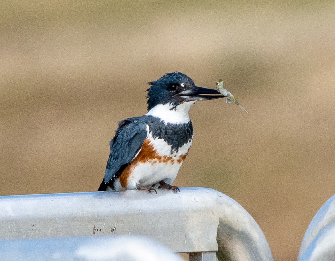 Belted Kingfisher - ML418664161