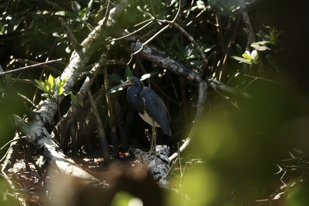 Tricolored Heron - ML418664661