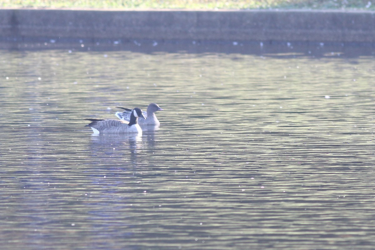 Pink-footed Goose - ML418664691