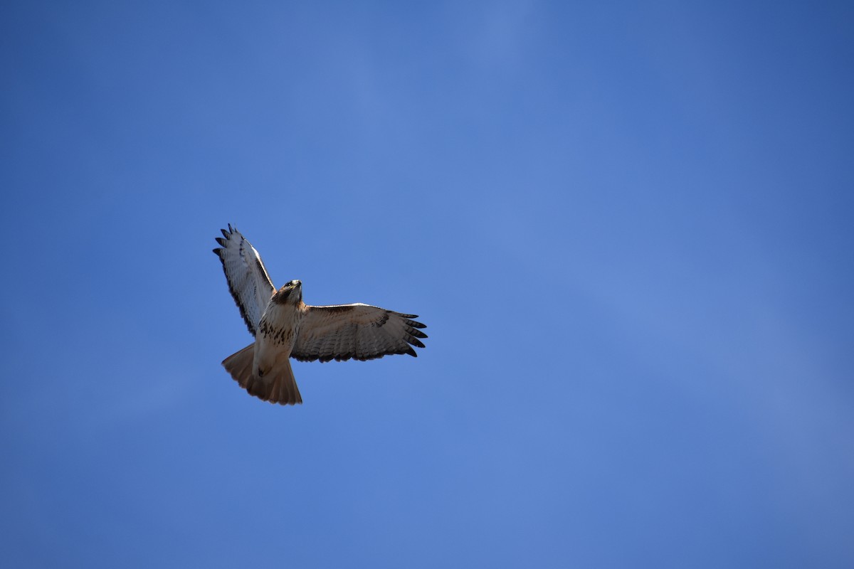 Red-tailed Hawk - ML418665571