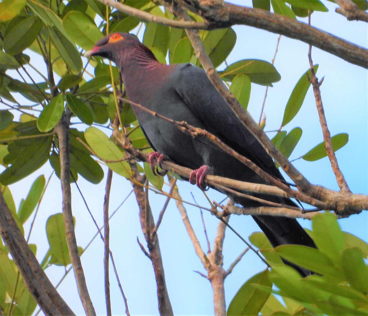 Scaly-naped Pigeon - ML418666481