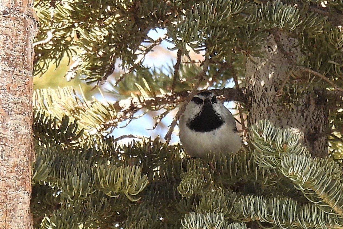 Mountain Chickadee - Jeanne Tinsman