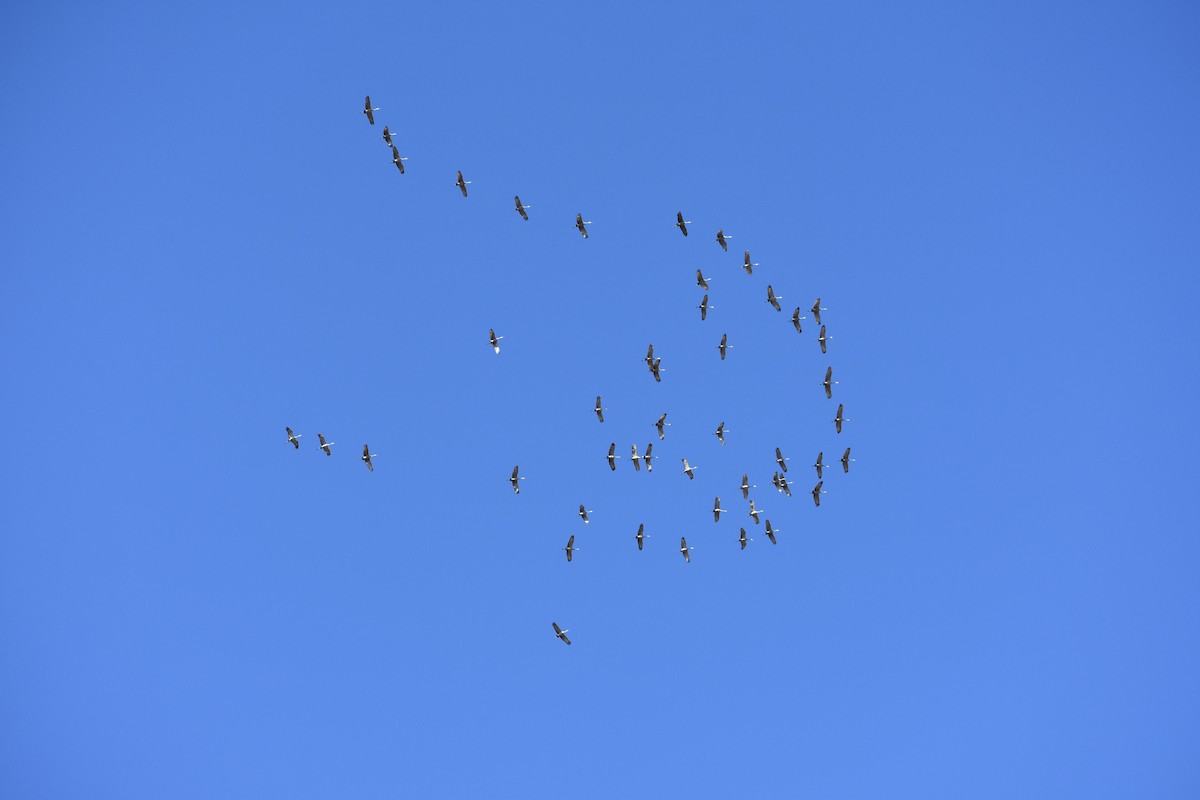 Sandhill Crane - ML418667181