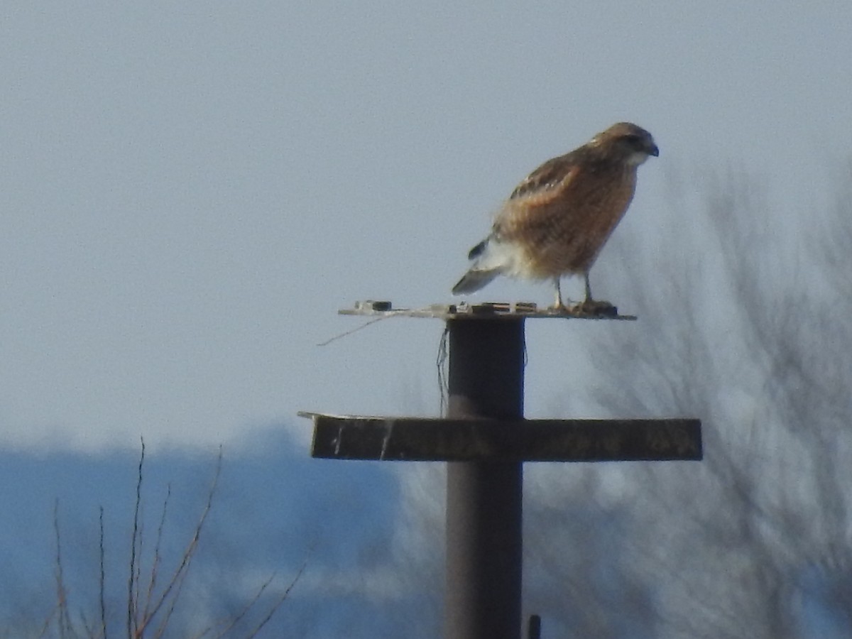 Red-shouldered Hawk - ML418667551