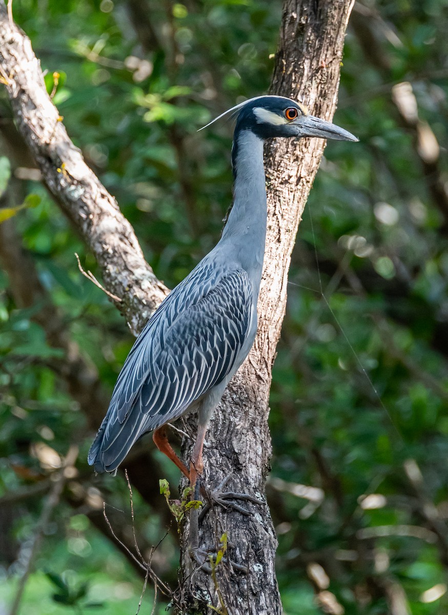 Yellow-crowned Night Heron - Michele Louden