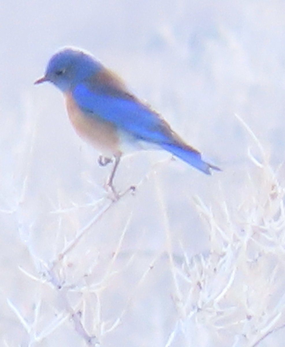 Western Bluebird - ML418669271