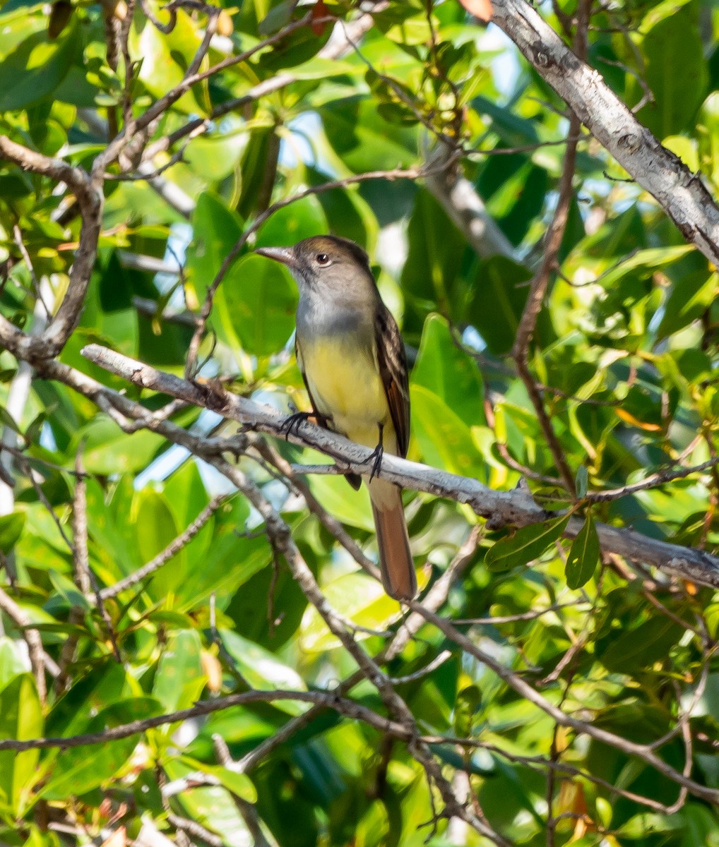 Great Crested Flycatcher - ML418669731