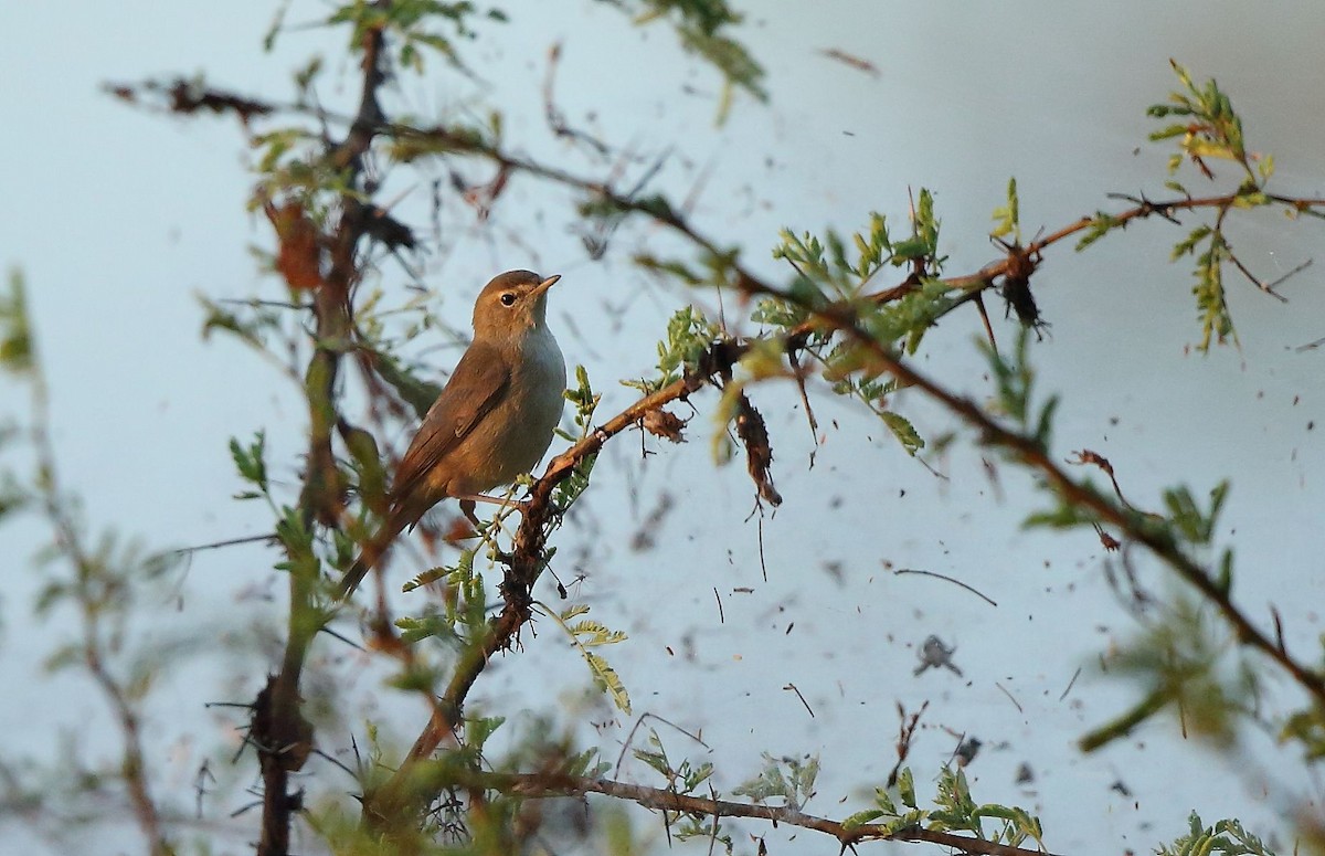 Booted Warbler - ML41867061