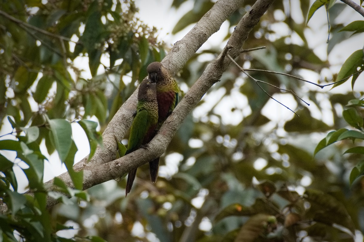 Bonaparte's Parakeet - Priscilla Diniz