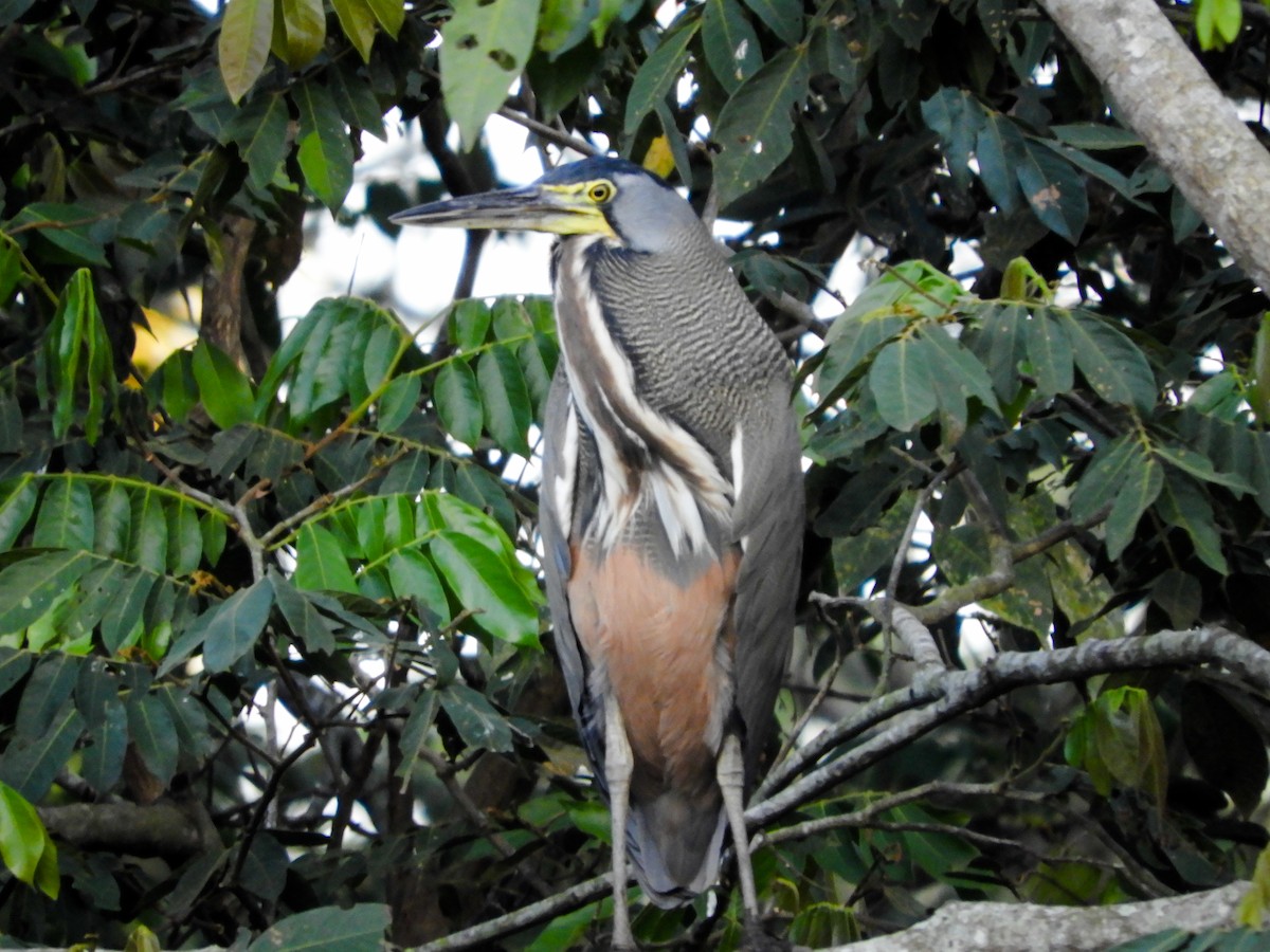 Bare-throated Tiger-Heron - ML418673911