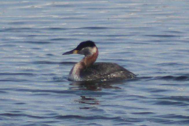 Red-necked Grebe - ML41867681